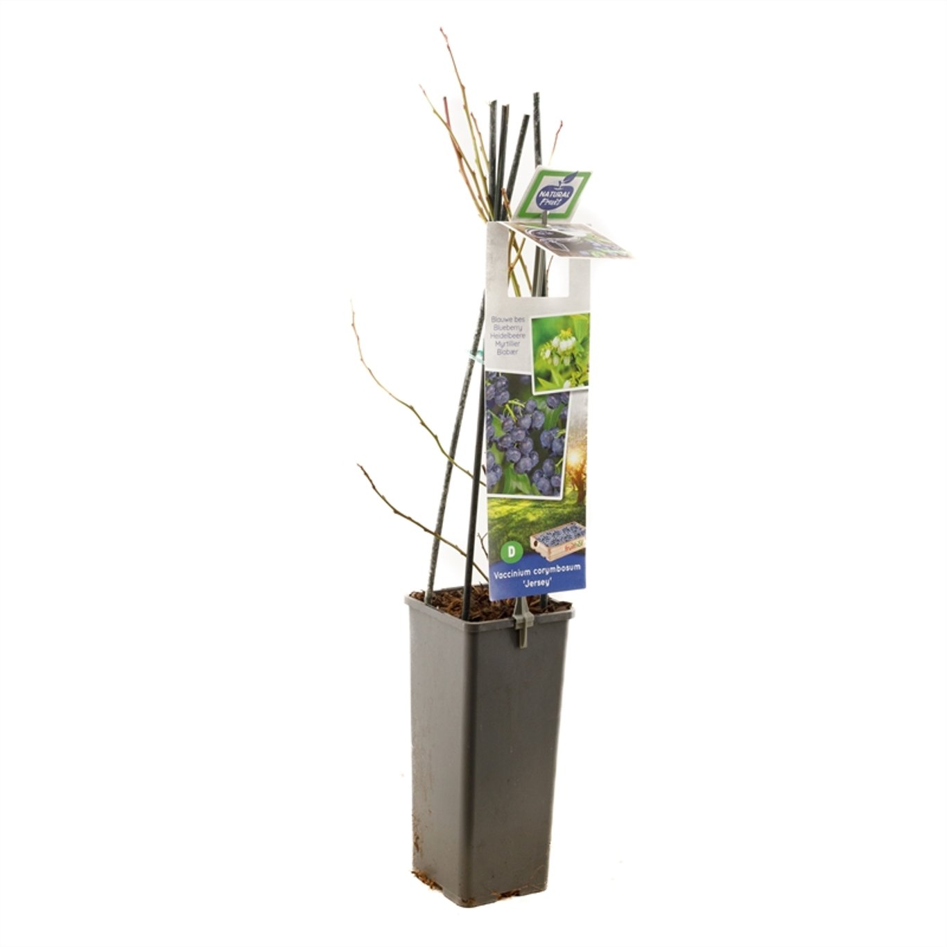 Vaccinium c. 'Jersey' - C2 50-60 CM